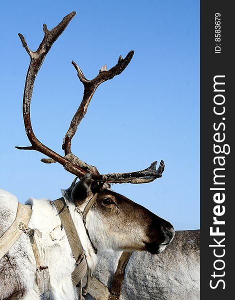 Winter day. A picture of a reindeer with the big horns