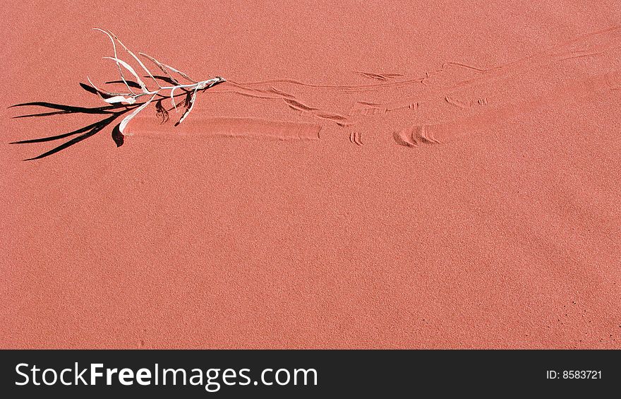 A piece of grass leaves tracks as it's blown across the desert sand. A piece of grass leaves tracks as it's blown across the desert sand