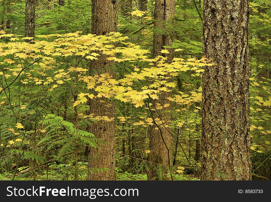 A vine maple turns yellow in a Pacific North-West coastal temperate autumn rainforest. A vine maple turns yellow in a Pacific North-West coastal temperate autumn rainforest