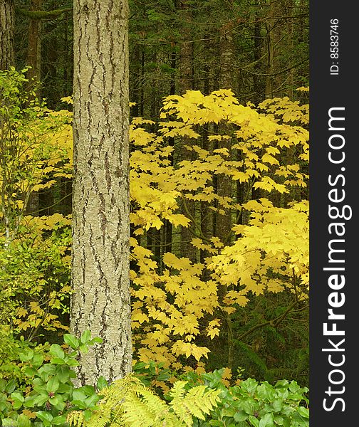 An autumn forest scene of golden yello vine maple leaves, green salal brush and the trunk of a young douglas fir tree.