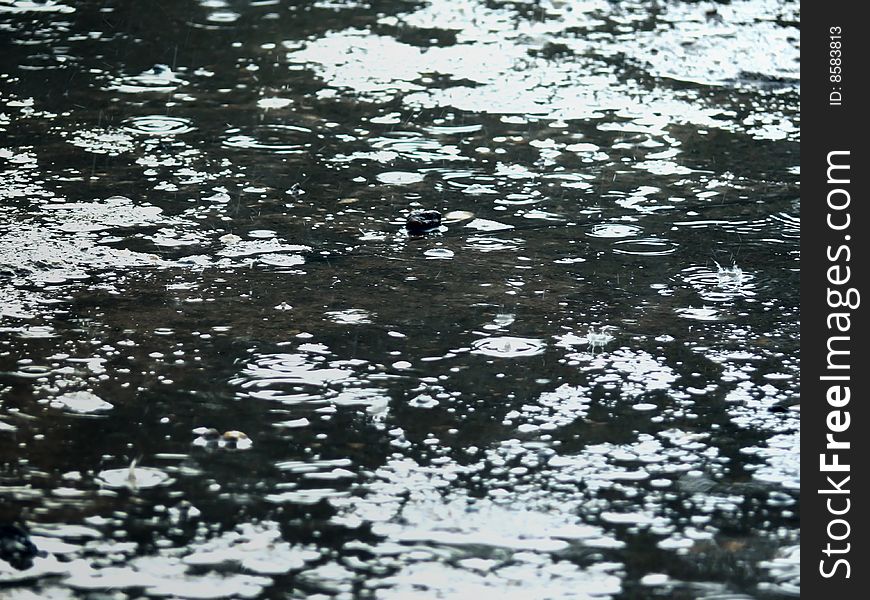 Rain on asphalt. Drops. Pools. Autumn.