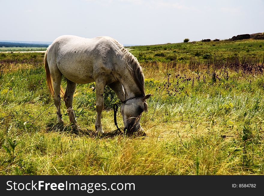 Standing white horse in summer day landscape