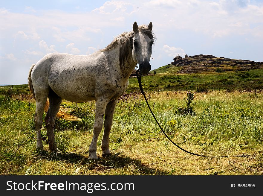 Standing white horse in summer day landscape