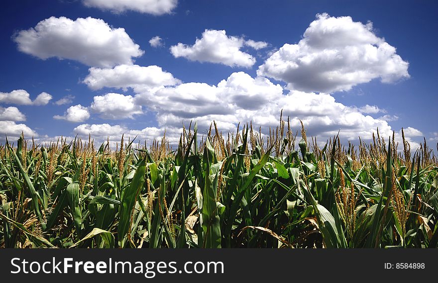 Corn field on blue sky in summer