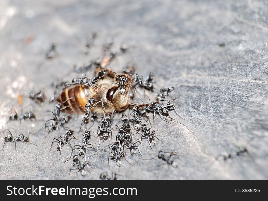 A helpless bee was attacked by ants