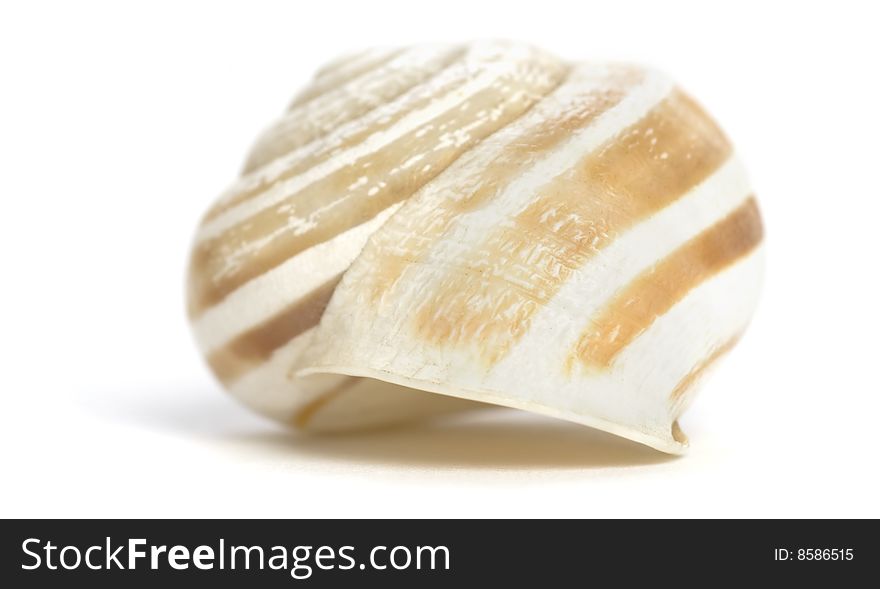 Empty Snail Shell isolated on white. Soft focus view.