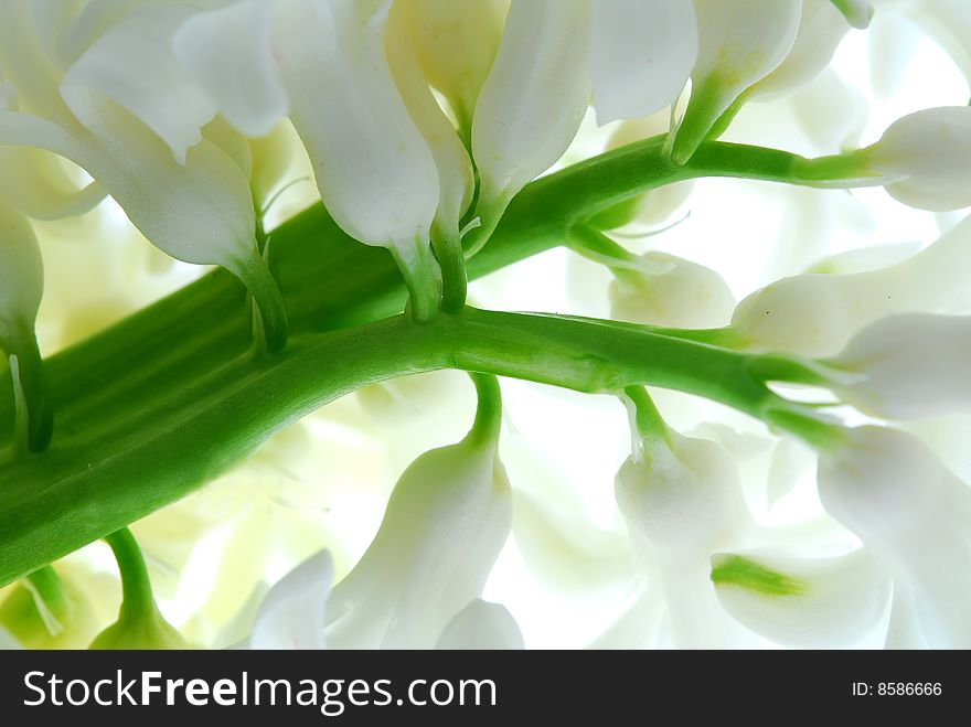 Close up image of fresh hyacinth