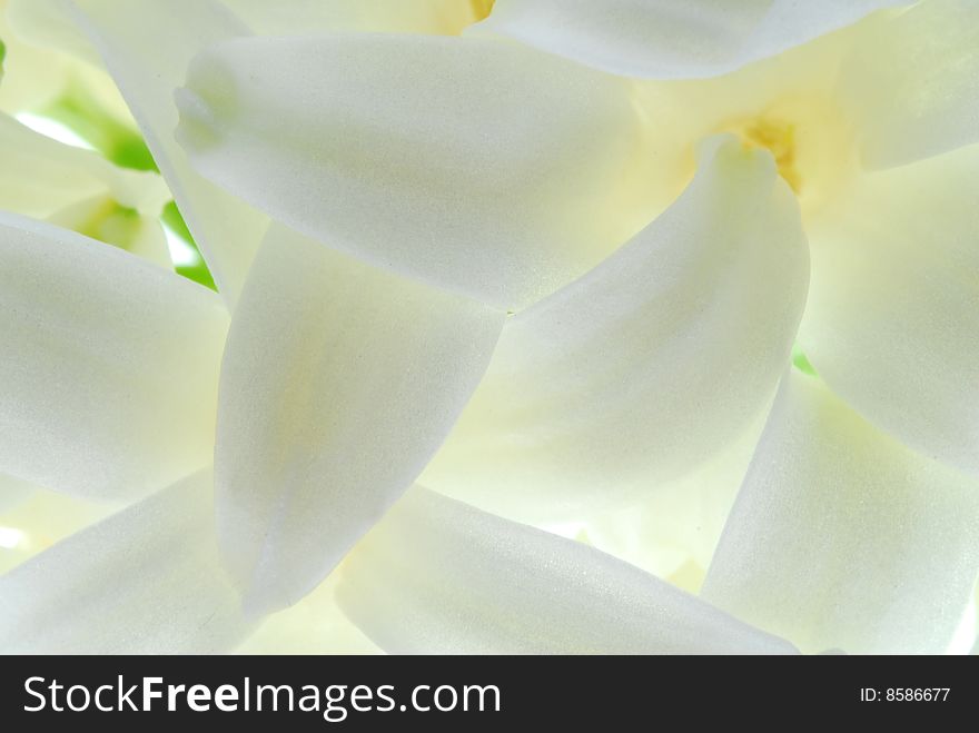 White petals of hyacinth flower