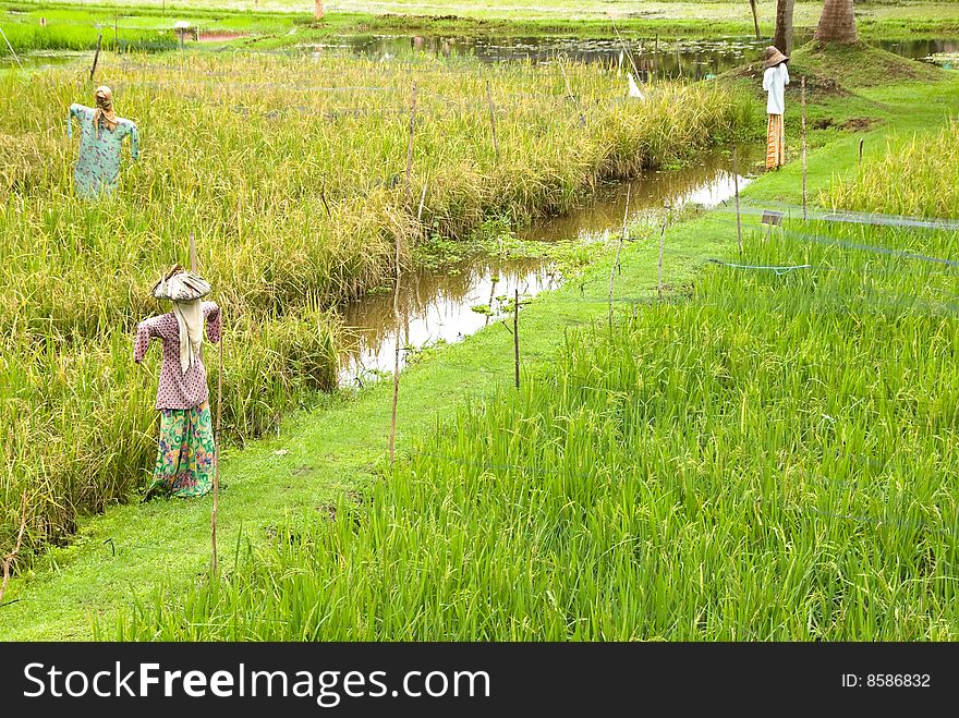 Rice field with some scarecrows. Rice field with some scarecrows