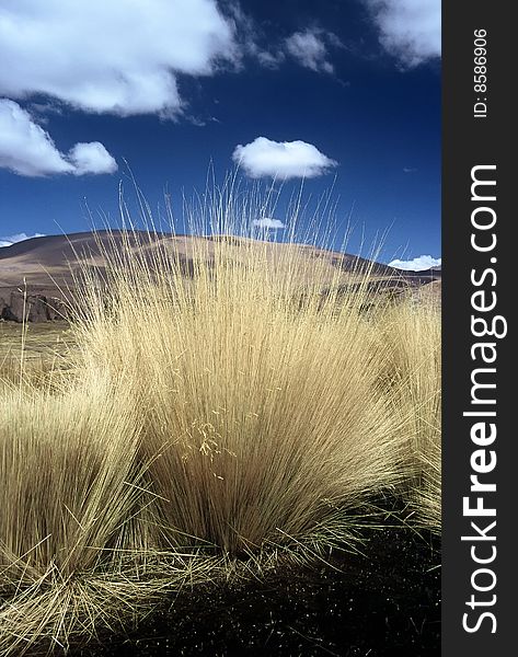 Pampas Gras in Bolivia in front of blue Sky. Pampas Gras in Bolivia in front of blue Sky