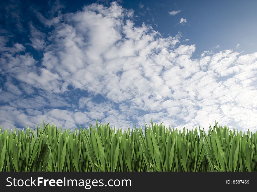 Grass and sky