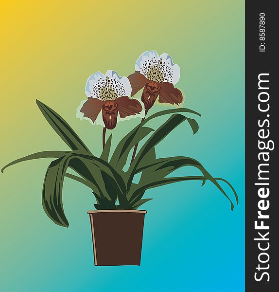 Illustration with orchid flower in flowerpot