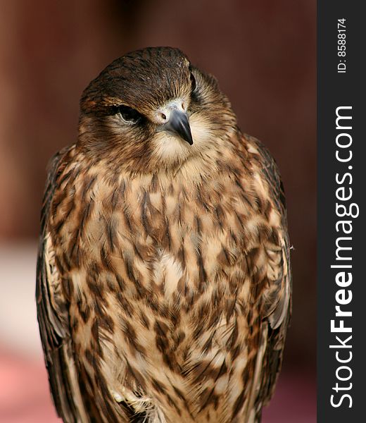 A sitting and waiting falcon portrait