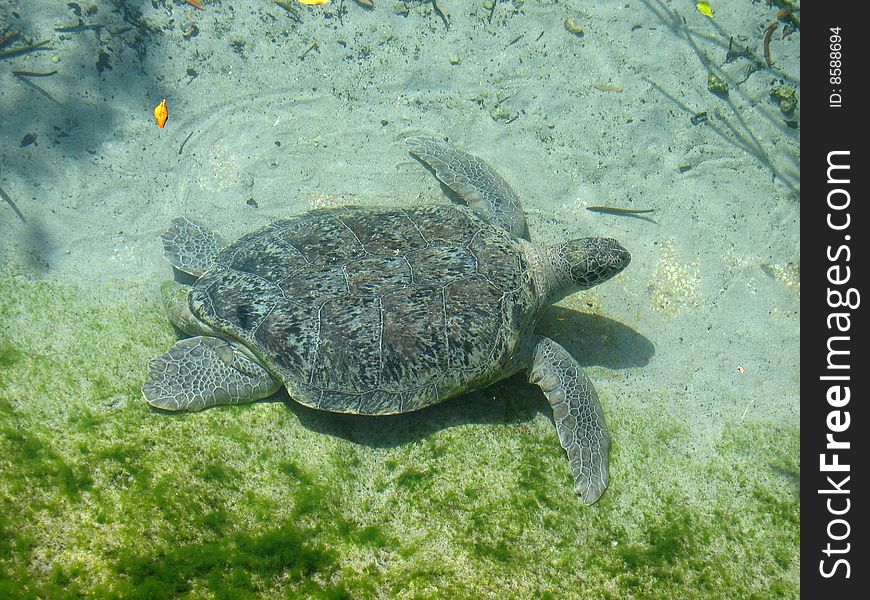 Sea turtle in a water