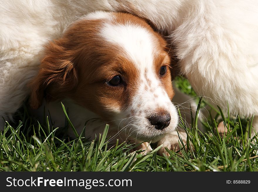 Cute dog puppy in the grass