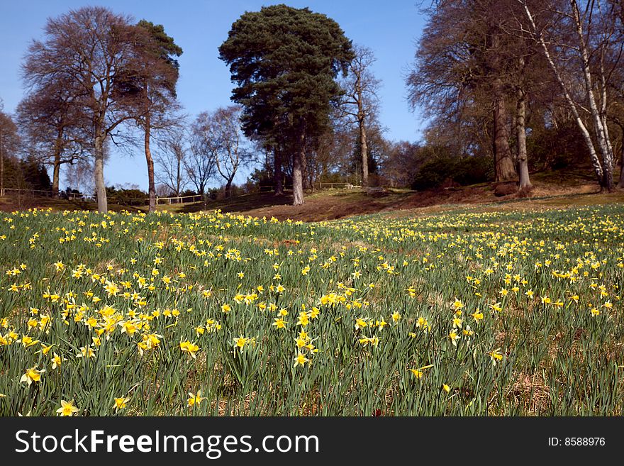 Flowering daffodil meadow in spring park