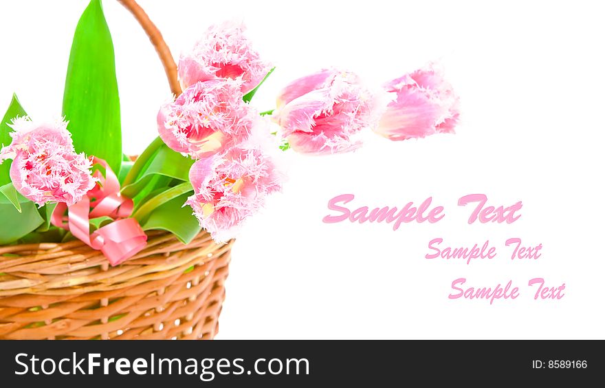 Pink tulips in a basket, isolated. Pink tulips in a basket, isolated