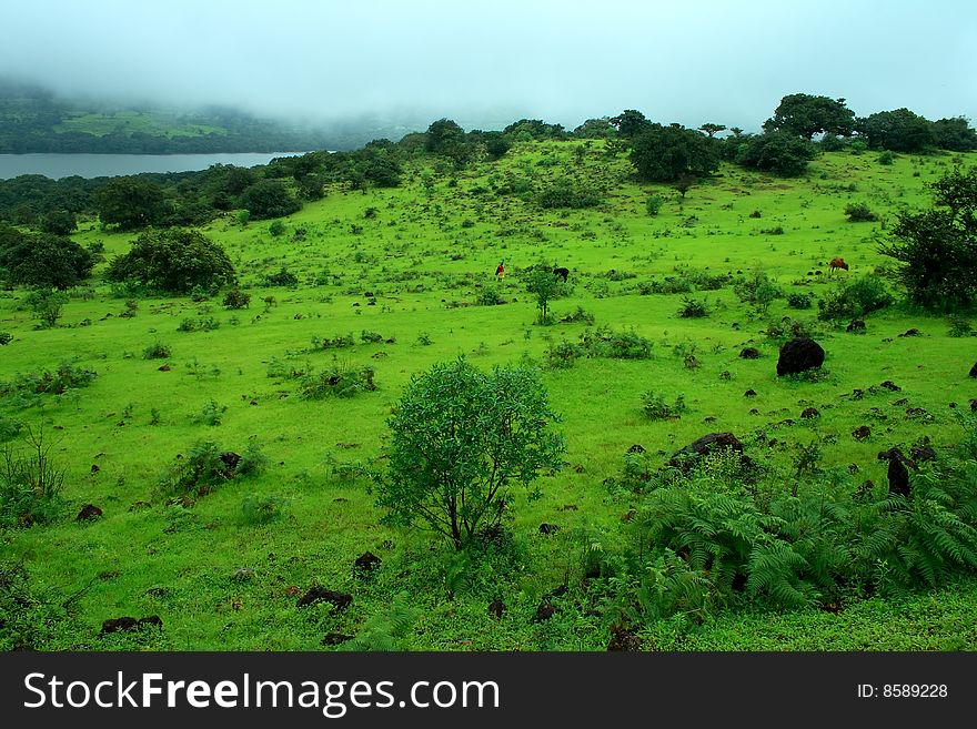 Vibrant monsoon greenery