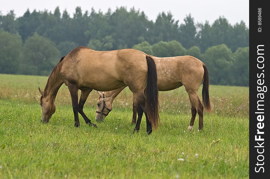 Two pasturing horses on a meadow
