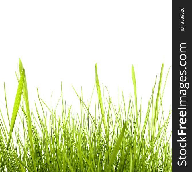 Green Grass isolated on white background.