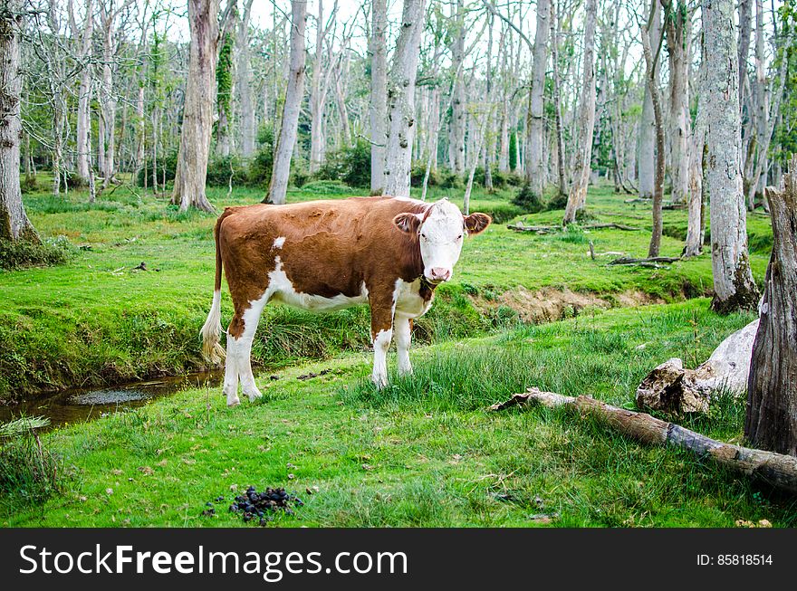 Brown And White Cow In A Green Pasture