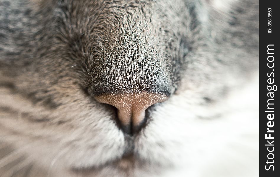Macro Of Feline Nose