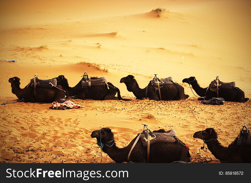 Sitting Camels In A Desert