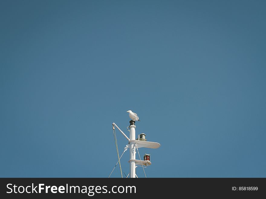 White Gull Sitting On Pole