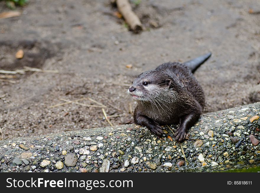 Oriental Small-clawed Otter