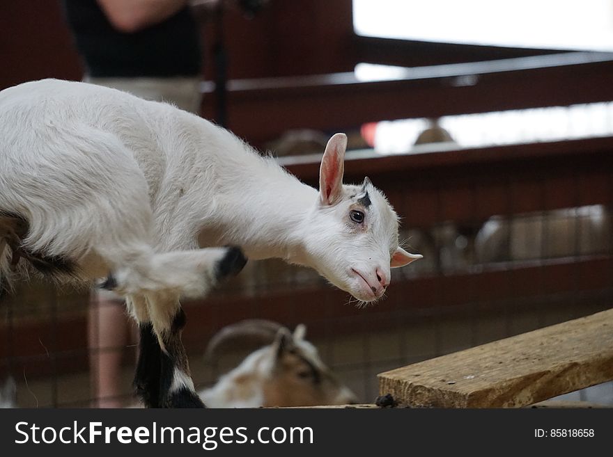 Young goat scratching itself with it&#x27;s hind leg. Young goat scratching itself with it&#x27;s hind leg