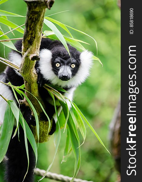 Black-and-white Ruffed Lemur