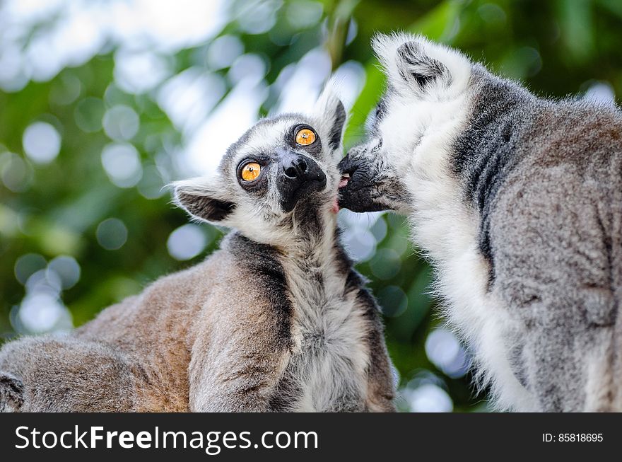 Big Momma, the leader of this gang of lemurs, grooming Grandma. Always remember to respect your elders!. Big Momma, the leader of this gang of lemurs, grooming Grandma. Always remember to respect your elders!