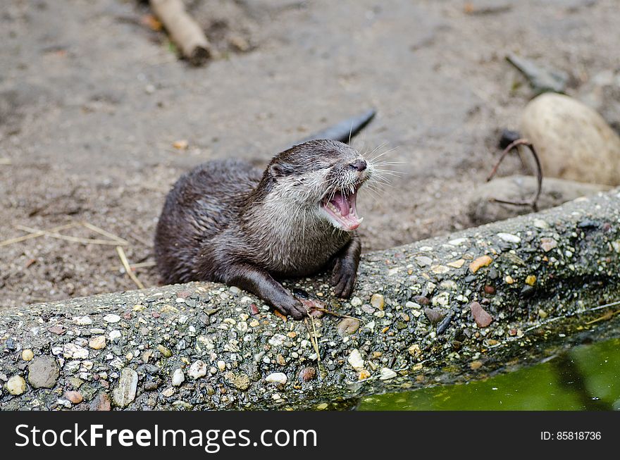 Oriental Small-clawed Otter