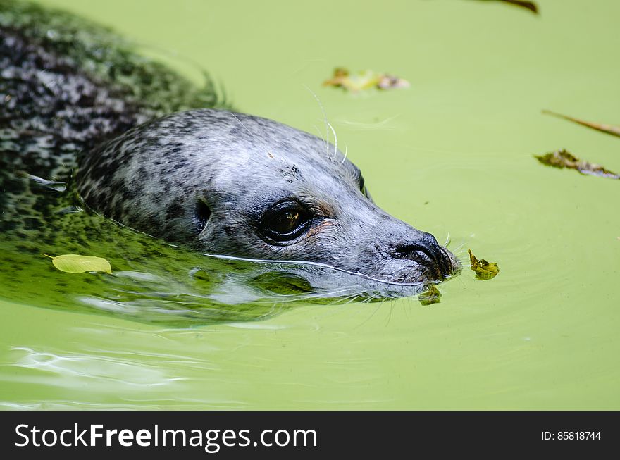 Harbor seal