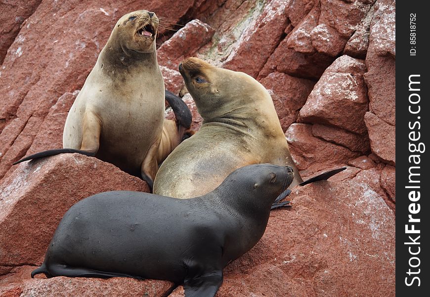 A photo of three seals on a red rock, contributed by Albert van Gent. All StockyPics photos can be used for free and for any purpose. A photo of three seals on a red rock, contributed by Albert van Gent. All StockyPics photos can be used for free and for any purpose.