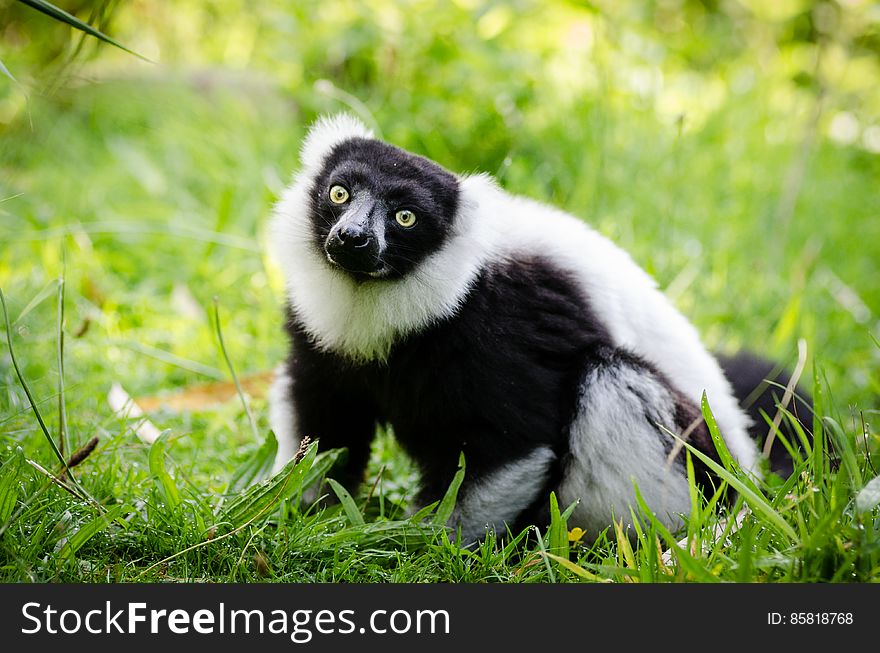 Black-and-white Ruffed Lemur