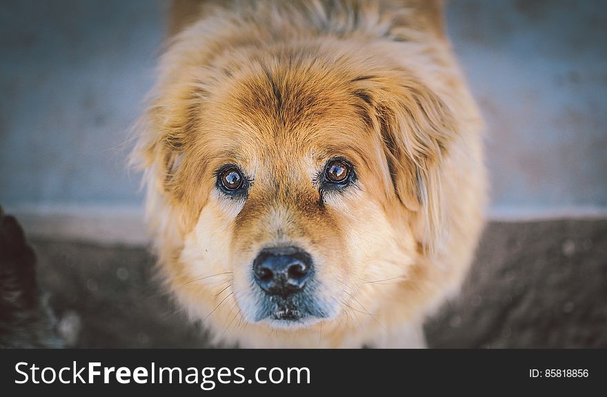 Close Up Of Cute Dog Looking At The Camera