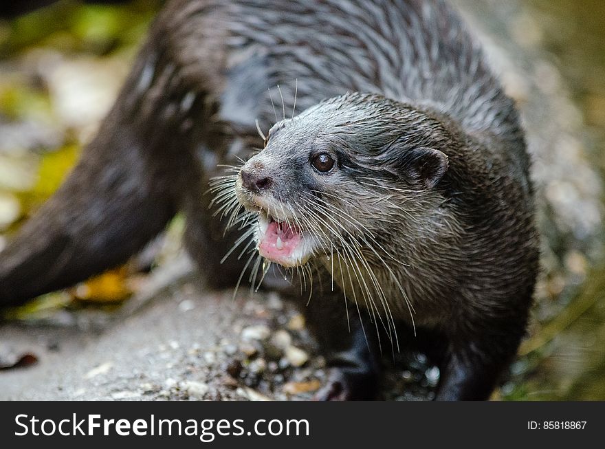 Oriental small-clawed otter