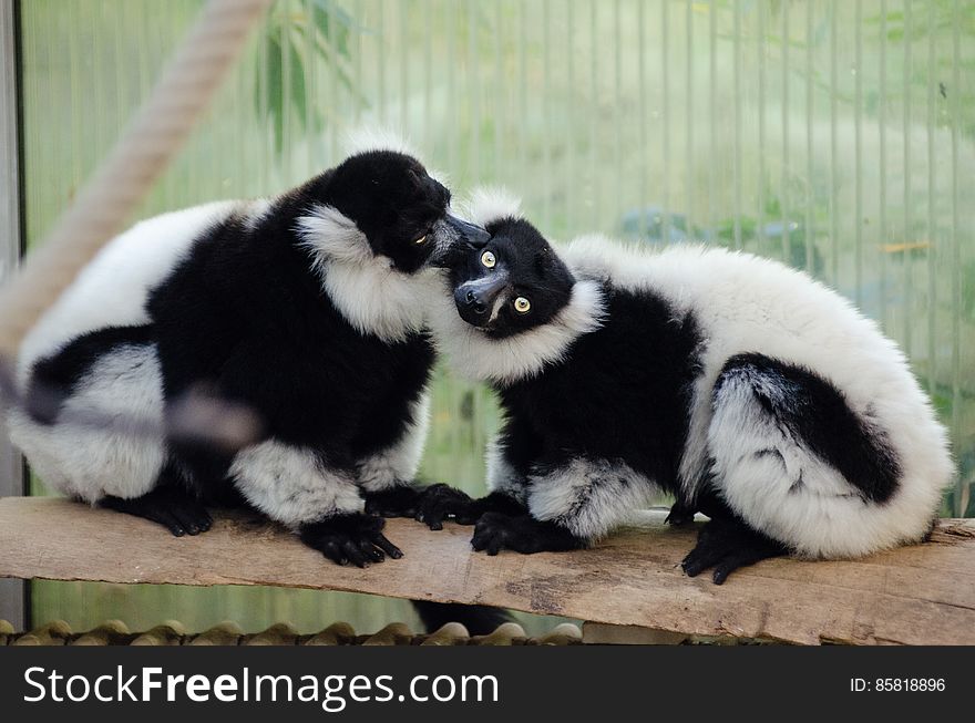 Black-and-white Ruffed Lemur