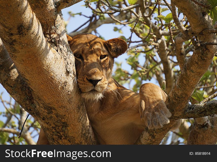Lioness Resting In A Tree