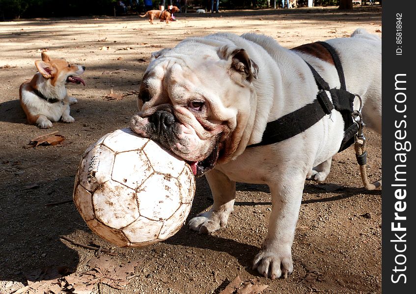 This stubborn english bulldog never lets go of his ball. This stubborn english bulldog never lets go of his ball.