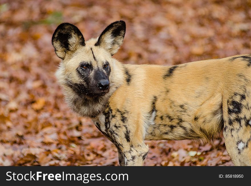 African Wild Dog