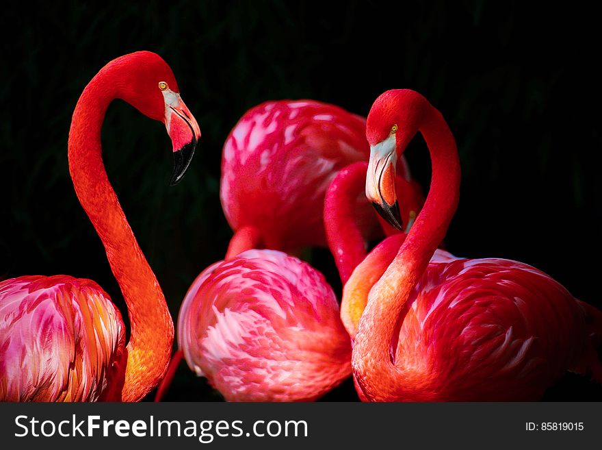 License: Public Domain Dedication &#x28;CC0&#x29; Source: Pixabay Learn more about Flamingos on Wikipedia.