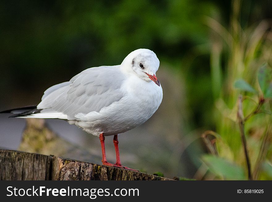 Black-headed gull &#x28;winter plumage&#x29;