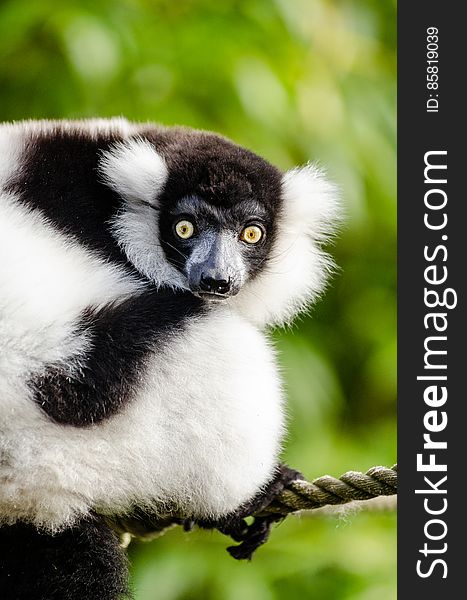 Are you ready for the World Lemur Festival, October 29-31 and World Lemur Day on October 30th?. Are you ready for the World Lemur Festival, October 29-31 and World Lemur Day on October 30th?