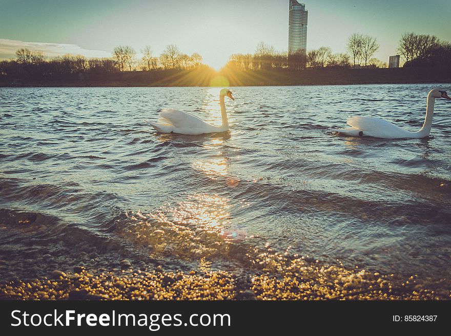 Swans On Lake At Sunrise