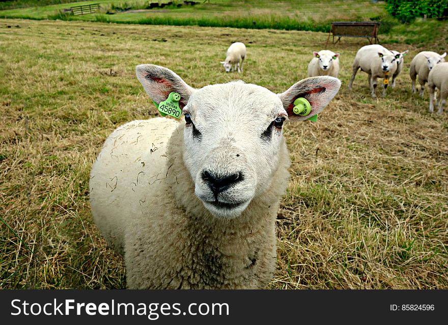 PUBLIC DOMAIN DEDICATION - digionbew 9. 19-06-16 - Sheep in the meadow LOW RES DSC01228