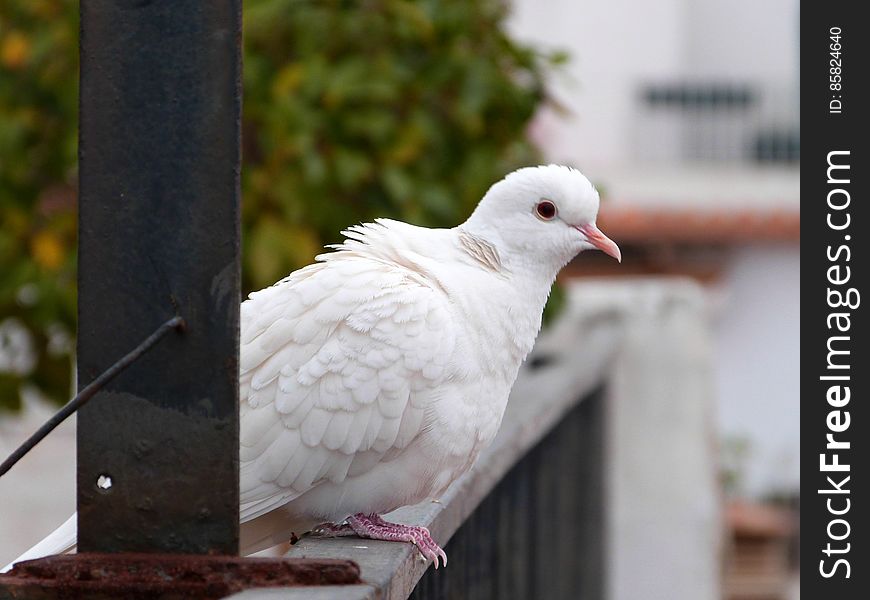 Little white guest