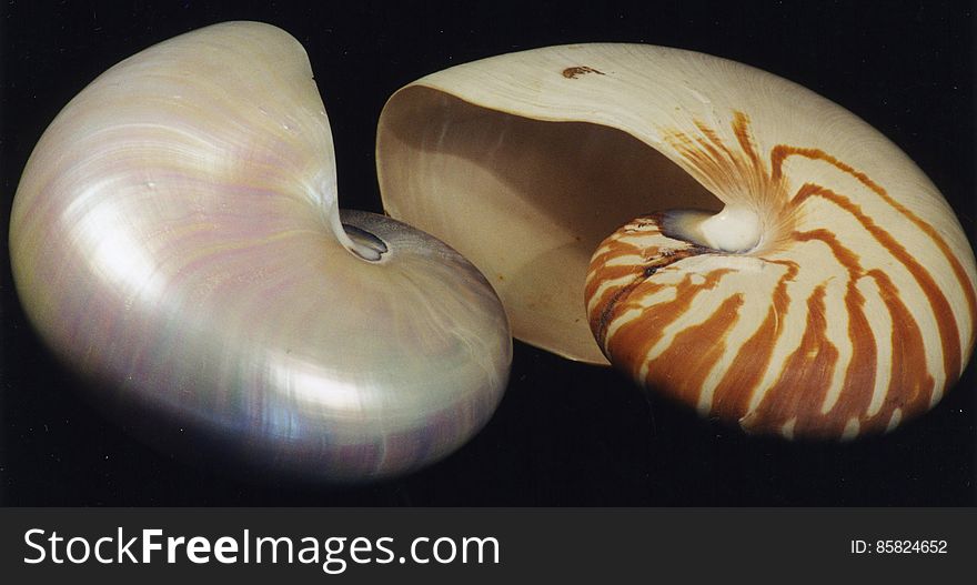 chambered nautilus shells