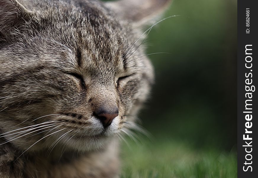 Head, Cat, Eye, Felidae, Carnivore, Whiskers